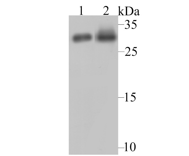 NQO1 Antibody in Western Blot (WB)