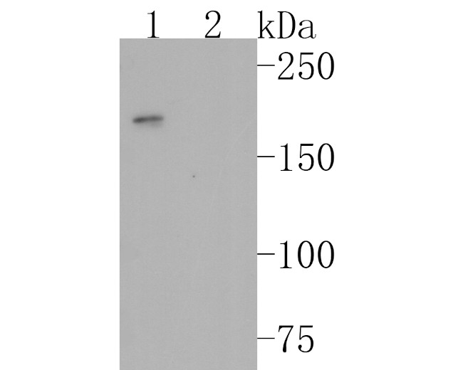 CD45 Antibody in Western Blot (WB)