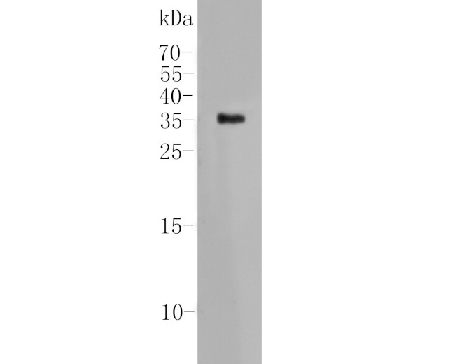 CD95 Antibody in Western Blot (WB)