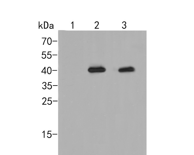 Phospho-P38 (Thr180, Tyr182) Antibody in Western Blot (WB)