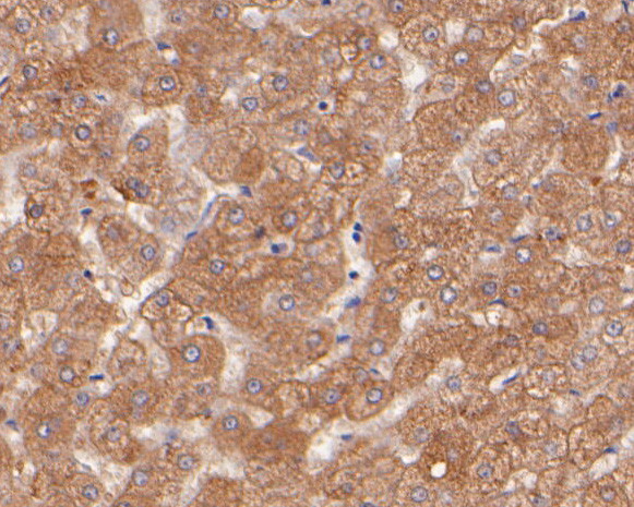 Transferrin Antibody in Immunohistochemistry (Paraffin) (IHC (P))