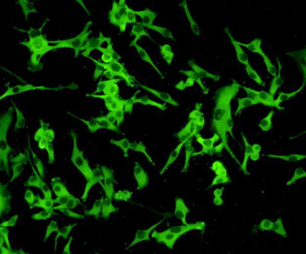 HSP27 Antibody in Immunocytochemistry (ICC/IF)