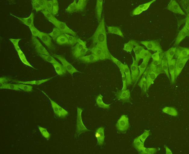 CD31 Antibody in Immunocytochemistry (ICC/IF)