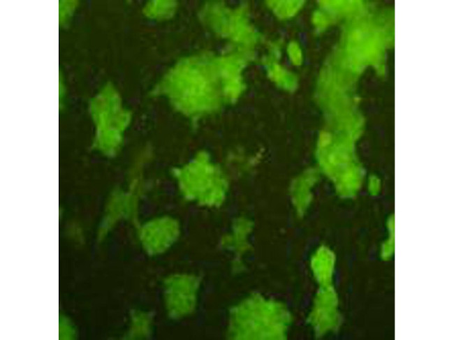 AFP Antibody in Immunocytochemistry (ICC/IF)