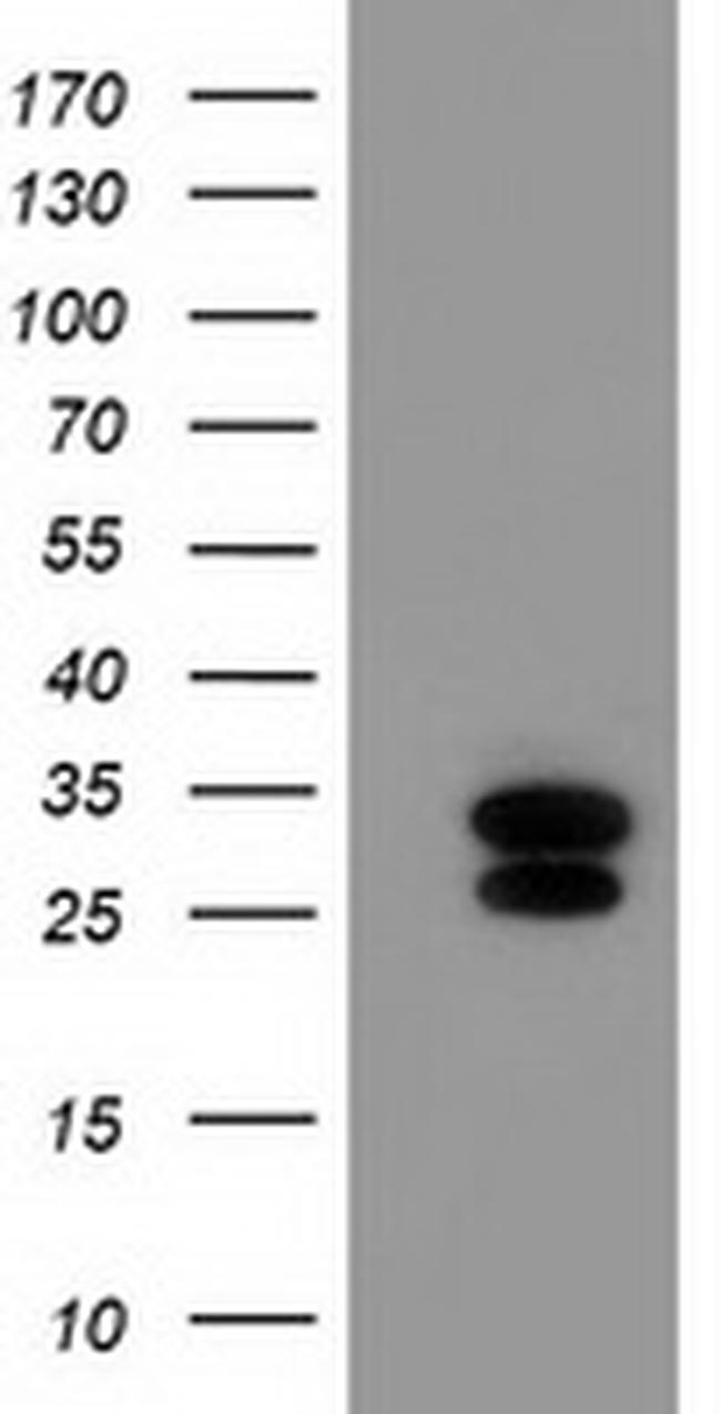 ERAS Antibody in Western Blot (WB)