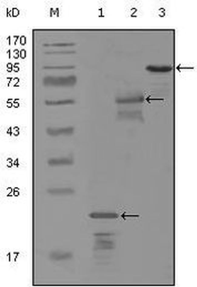 ErbB3 Antibody in Western Blot (WB)