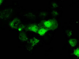 ERCC1 Antibody in Immunocytochemistry (ICC/IF)