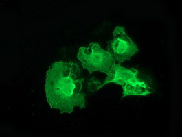 ERCC1 Antibody in Immunocytochemistry (ICC/IF)