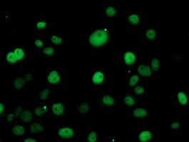 ERCC1 Antibody in Immunocytochemistry (ICC/IF)