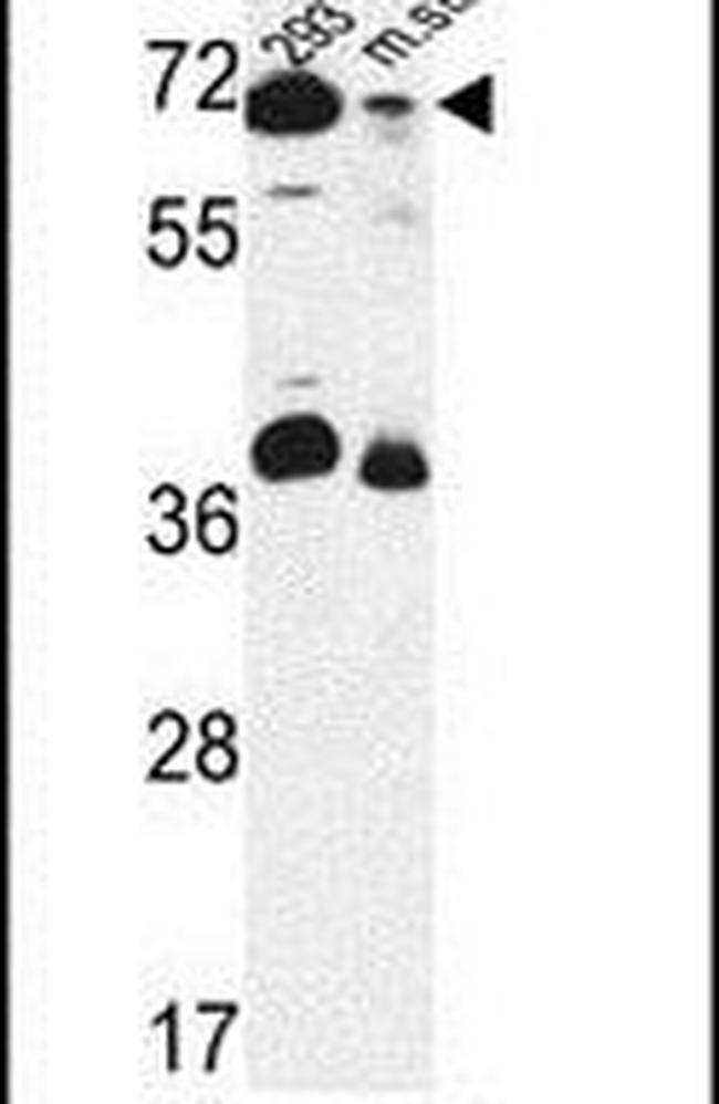 GSPT2 Antibody in Western Blot (WB)