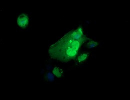 ERG Antibody in Immunocytochemistry (ICC/IF)