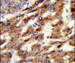 ERGIC3 Antibody in Immunohistochemistry (IHC)