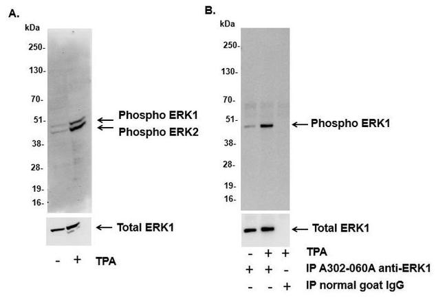 Phospho-ERK1/2 (Thr202,Tyr204, Thr185,Tyr187) Antibody in Western Blot (WB)
