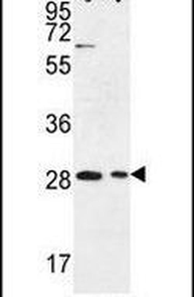 ERMN Antibody in Western Blot (WB)