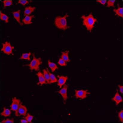 ERP29 Antibody in Immunocytochemistry (ICC/IF)