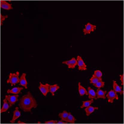 ERp57 Antibody in Immunocytochemistry (ICC/IF)