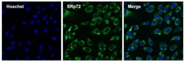 ERp72 Antibody in Immunocytochemistry (ICC/IF)
