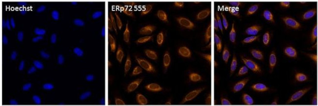 ERp72 Antibody in Immunocytochemistry (ICC/IF)