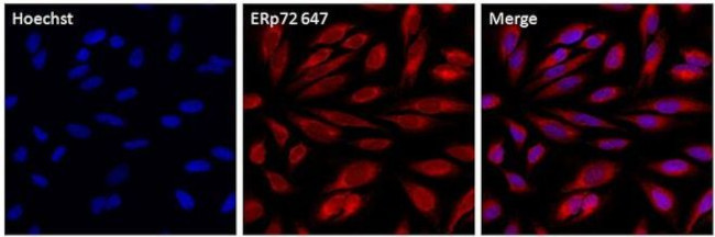 ERp72 Antibody in Immunocytochemistry (ICC/IF)