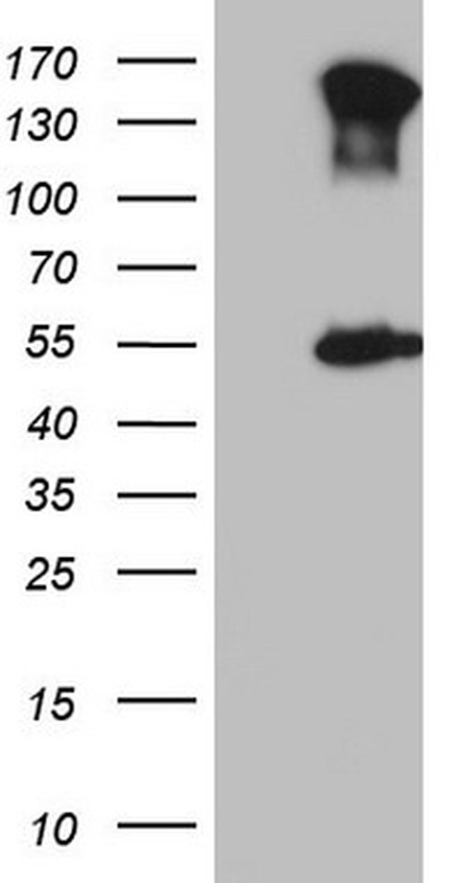 ESRRA Antibody in Western Blot (WB)