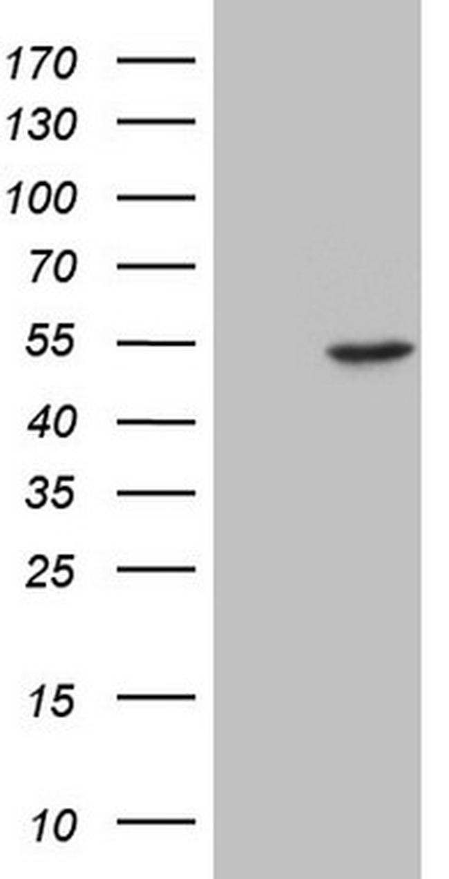 ESRRA Antibody in Western Blot (WB)