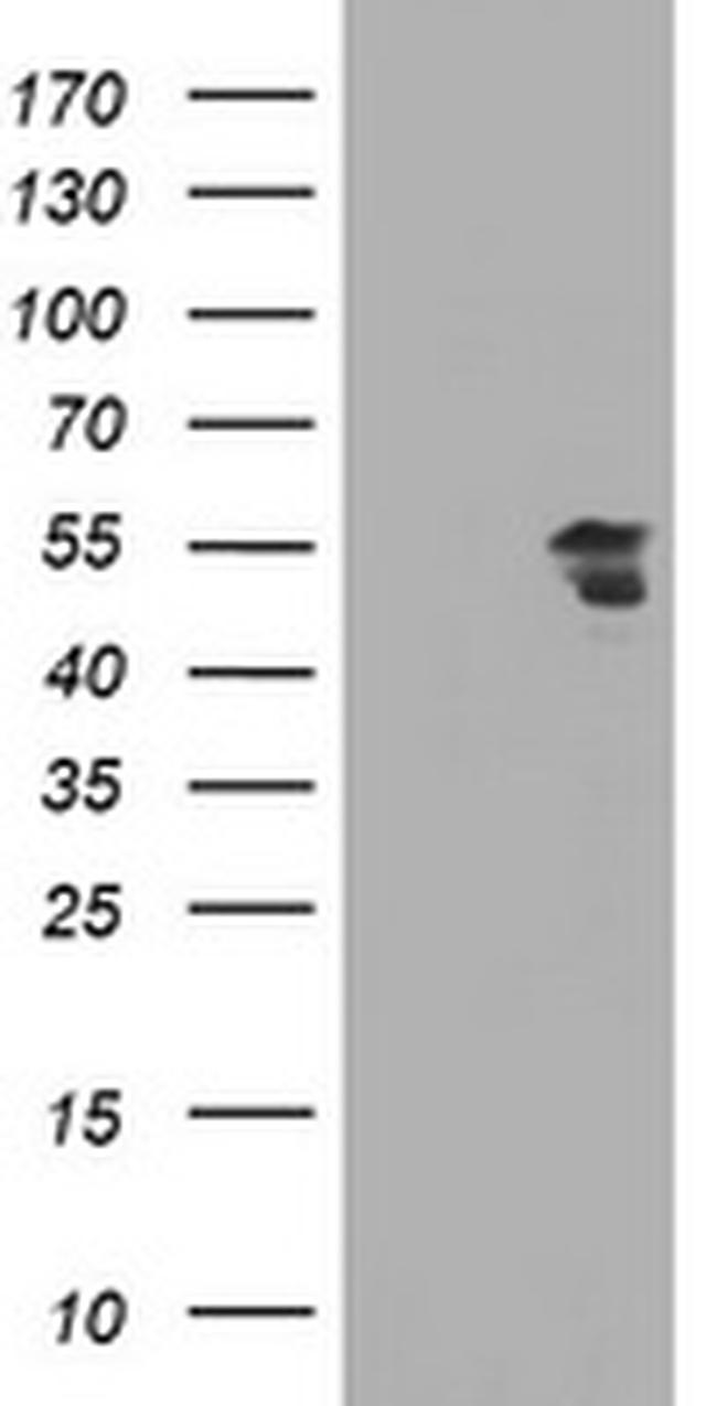 ESRRG Antibody in Western Blot (WB)