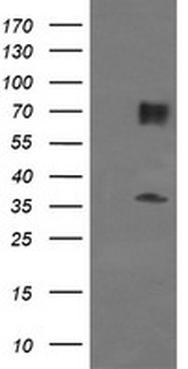 ESRRG Antibody in Western Blot (WB)
