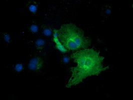 EXD1 Antibody in Immunocytochemistry (ICC/IF)