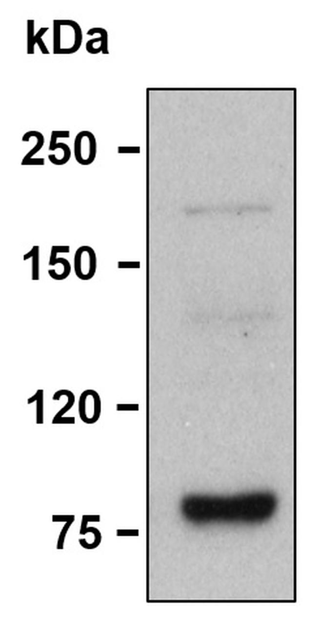 EXO1 Antibody in Western Blot (WB)