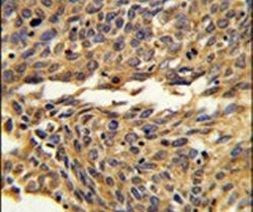 EXOC5 Antibody in Immunohistochemistry (IHC)