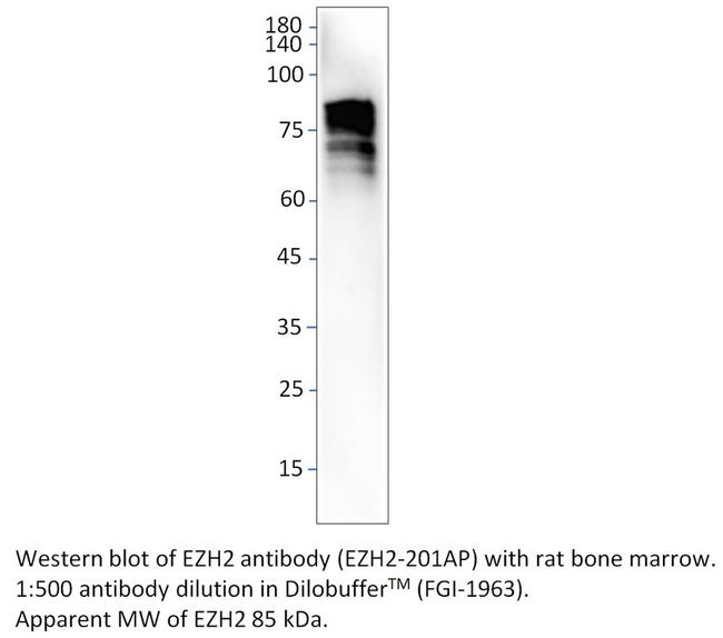 KMT6/EZH2 Antibody in Western Blot (WB)