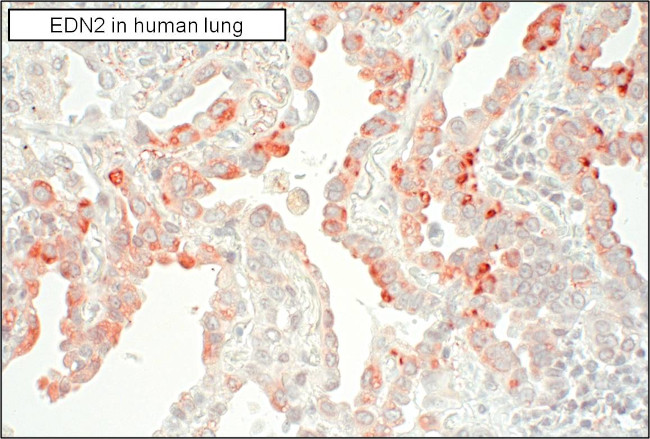 Endothelin 2 Antibody in Immunohistochemistry (Paraffin) (IHC (P))