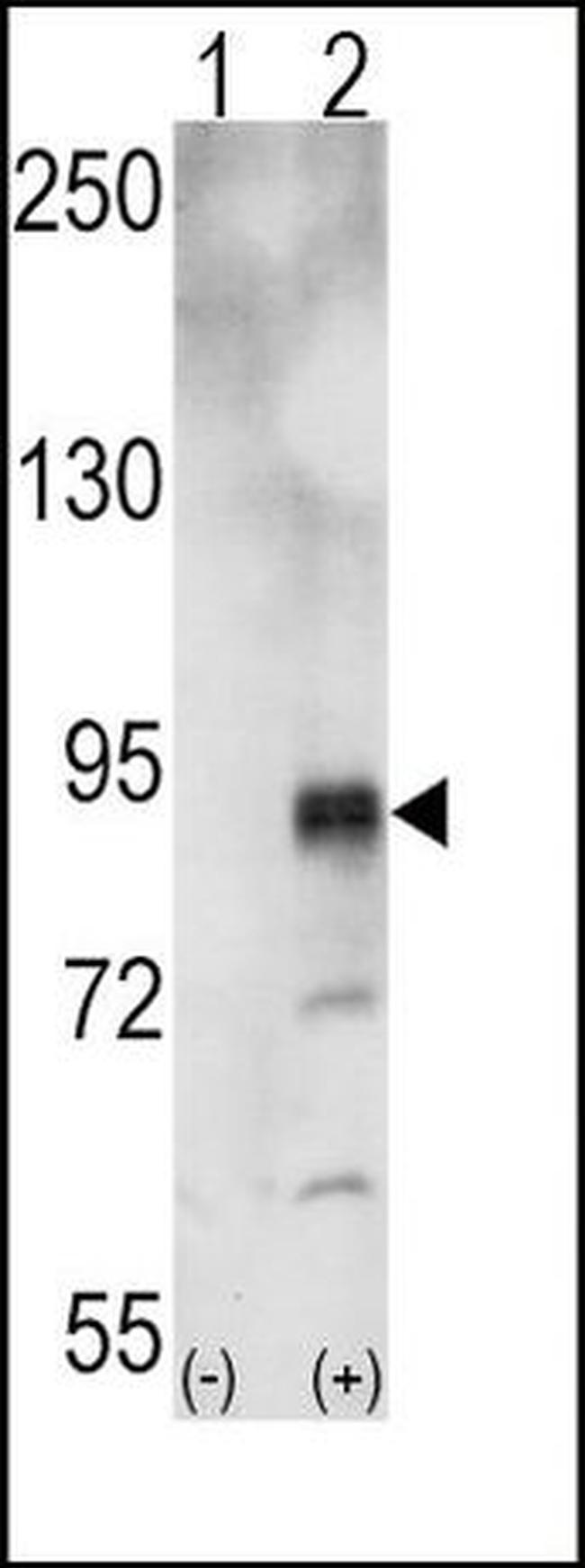 EphA5 Antibody in Western Blot (WB)