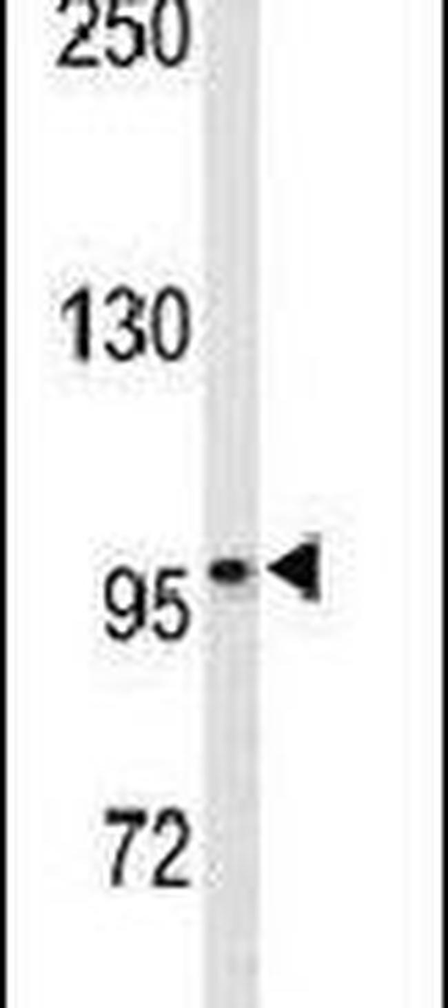 EphB3 Antibody in Western Blot (WB)