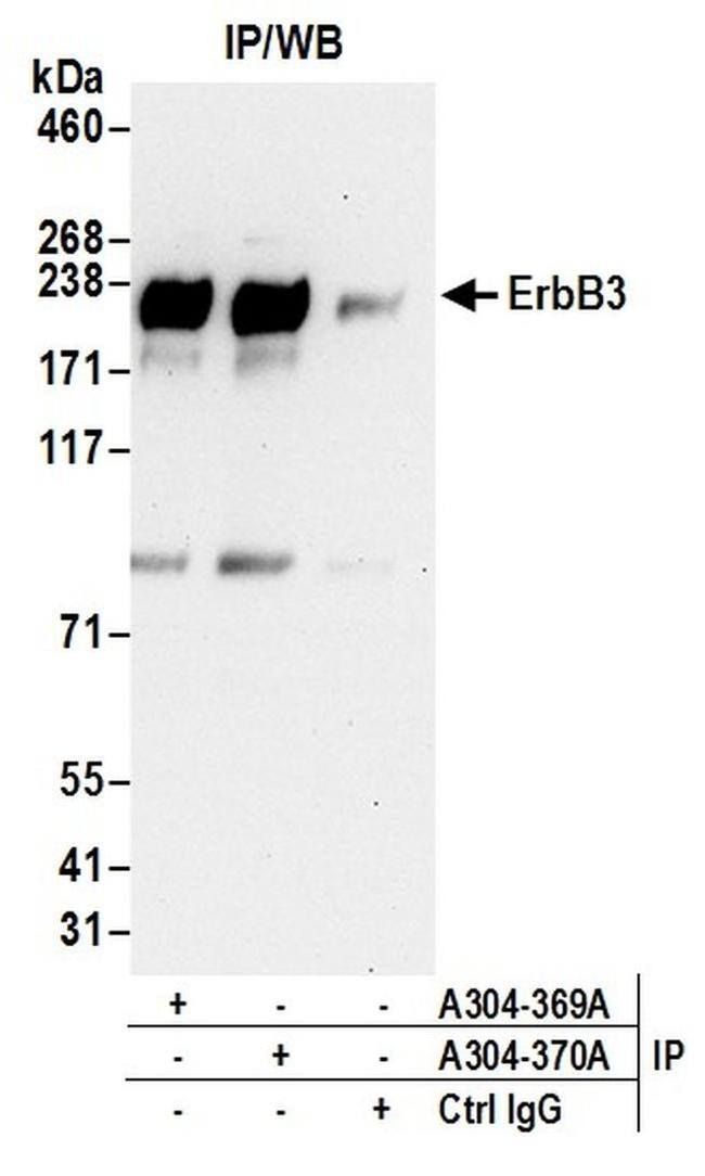 ErbB3 Antibody in Western Blot (WB)
