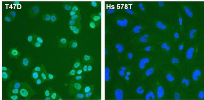 Estrogen Receptor alpha Antibody in Immunocytochemistry (ICC/IF)