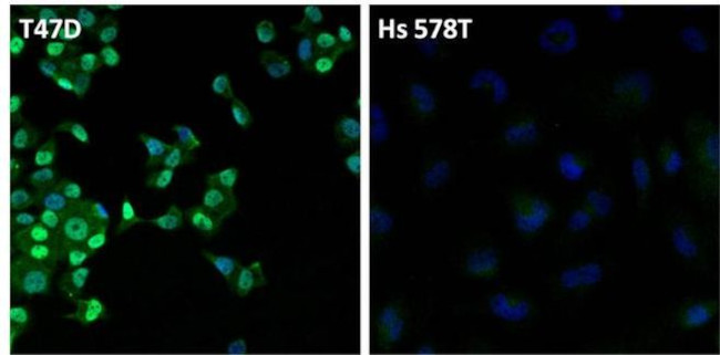 Estrogen Receptor alpha Antibody in Immunocytochemistry (ICC/IF)