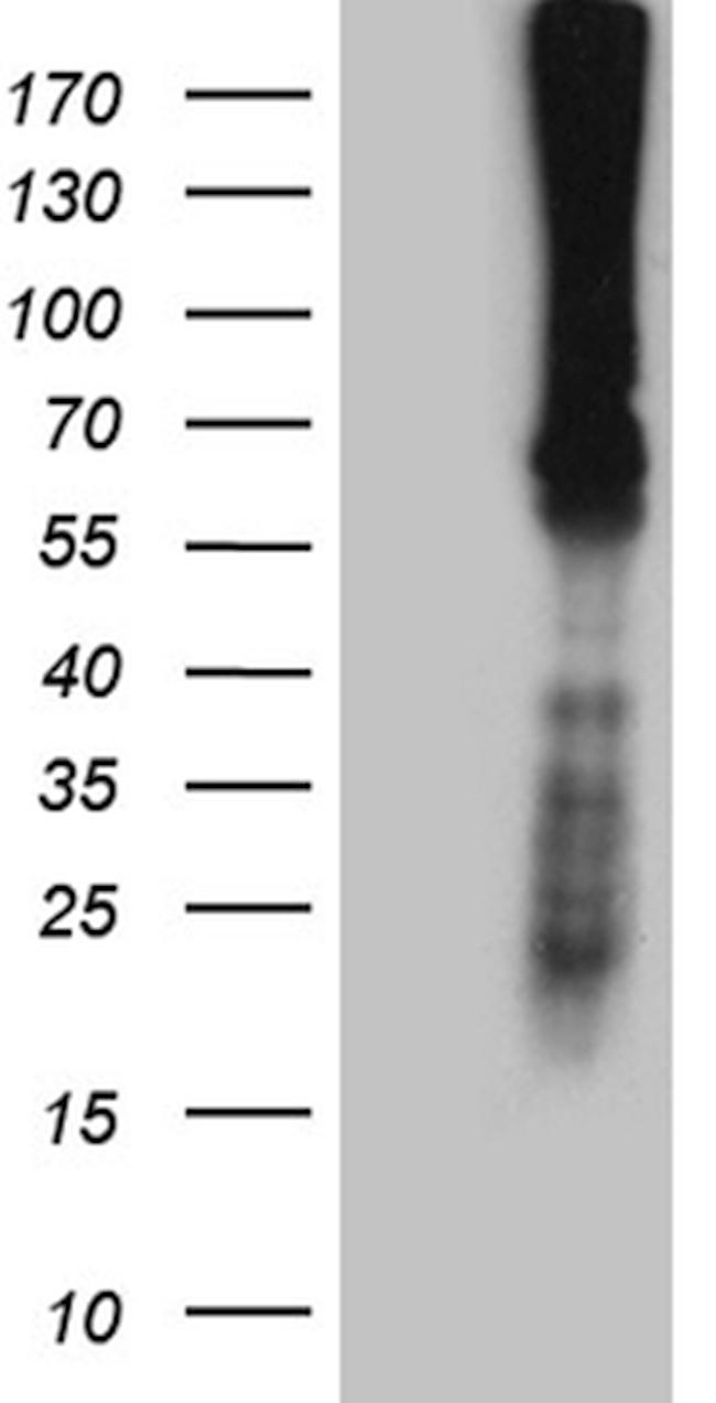 F10 Antibody in Western Blot (WB)