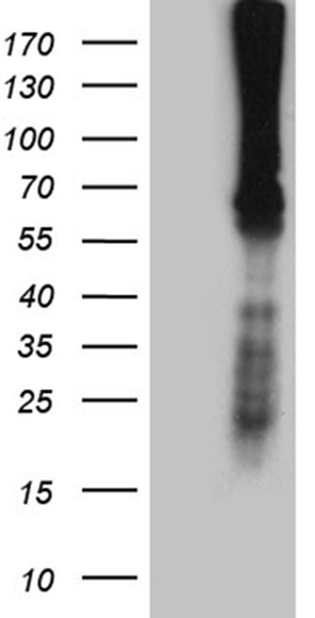 F10 Antibody in Western Blot (WB)
