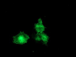 F13A1 Antibody in Immunocytochemistry (ICC/IF)