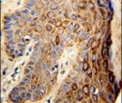 FAM96B Antibody in Immunohistochemistry (IHC)