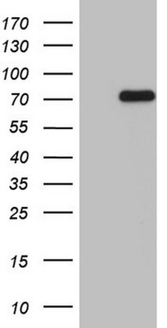 FAF1 Antibody in Western Blot (WB)