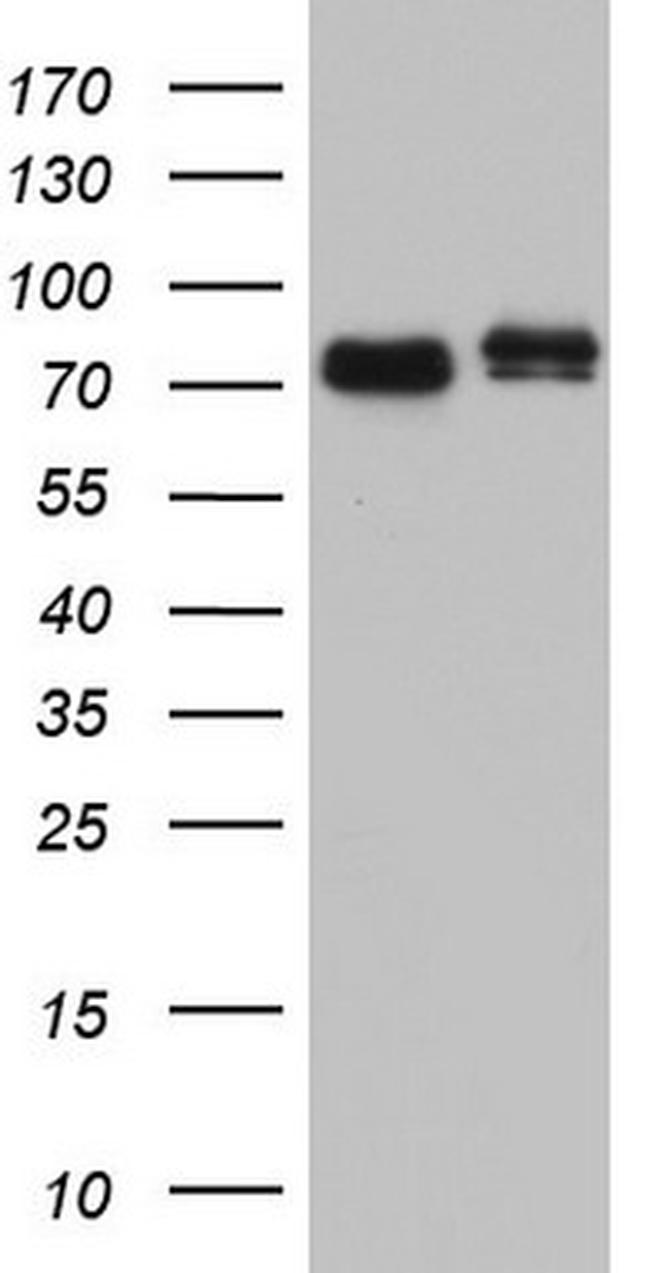 FAF1 Antibody in Western Blot (WB)