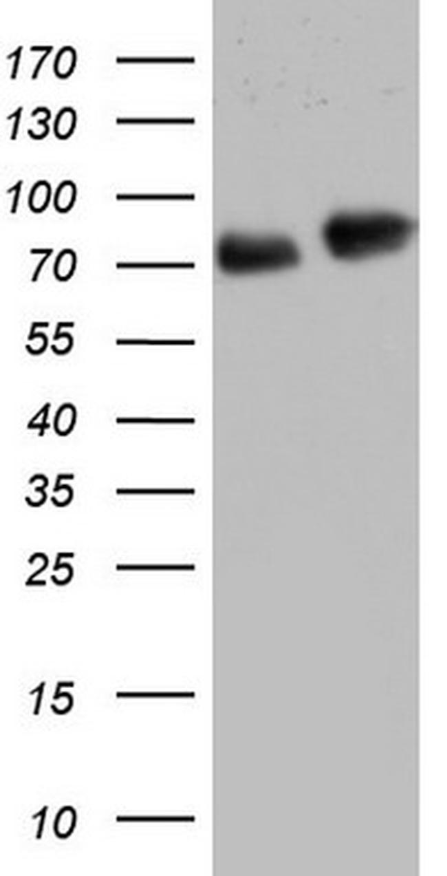 FAF1 Antibody in Western Blot (WB)