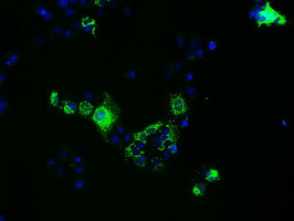 FAHD2A Antibody in Immunocytochemistry (ICC/IF)