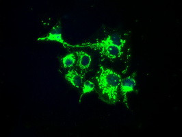 FAHD2A Antibody in Immunocytochemistry (ICC/IF)