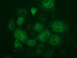 FAHD2A Antibody in Immunocytochemistry (ICC/IF)