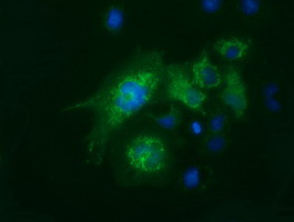 FAHD2A Antibody in Immunocytochemistry (ICC/IF)