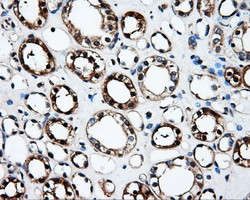 FAHD2A Antibody in Immunohistochemistry (Paraffin) (IHC (P))