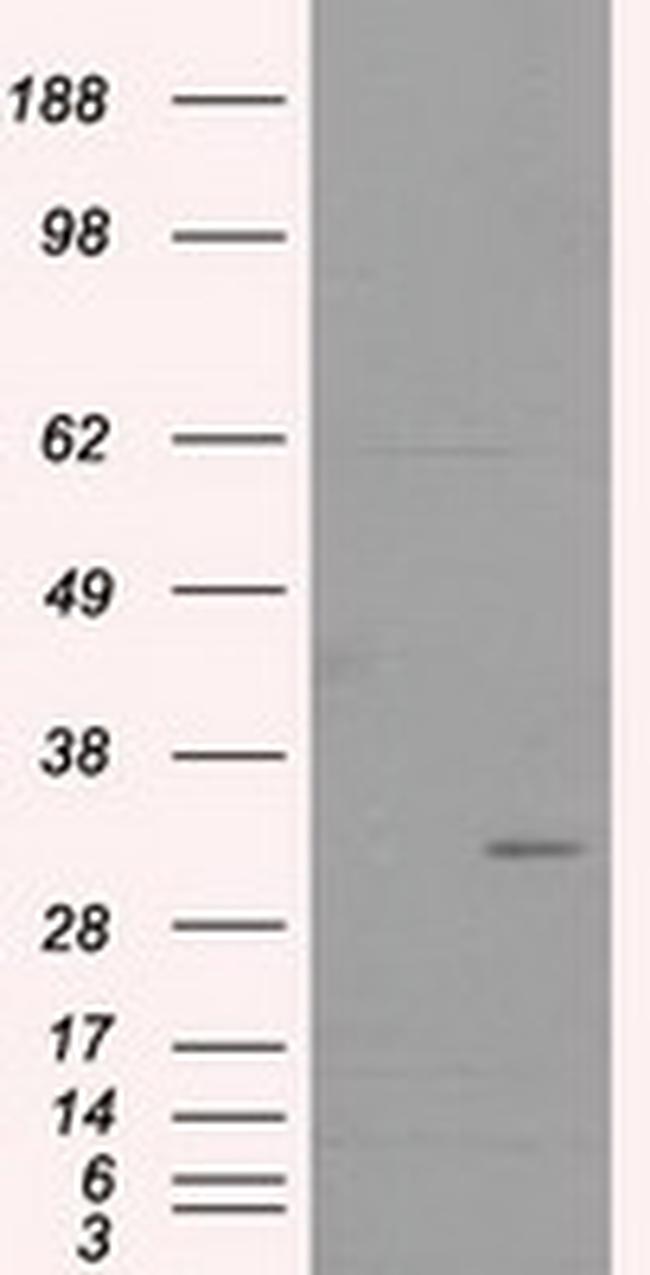 FAHD2A Antibody in Western Blot (WB)